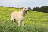 IRISH WOLFHOUND 205